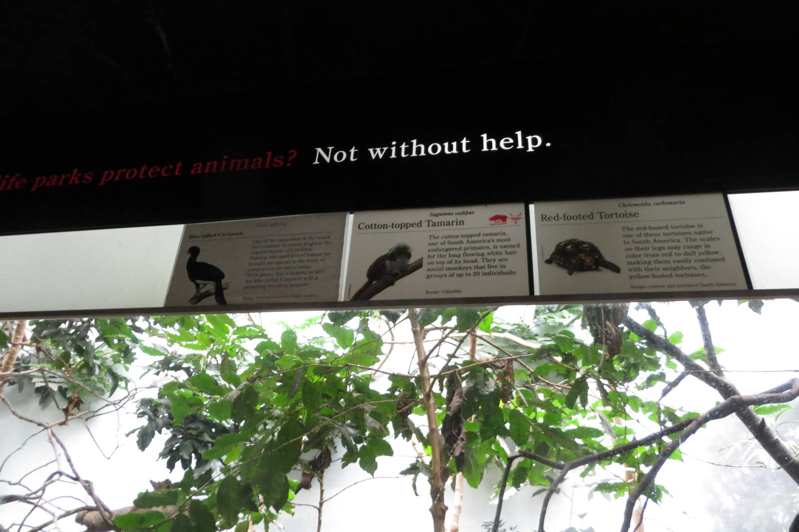 Interesting combination - World of Birds 031215