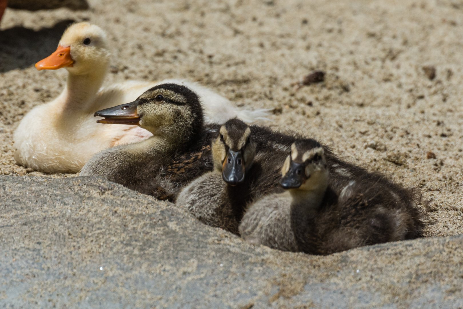 Interesting duckling