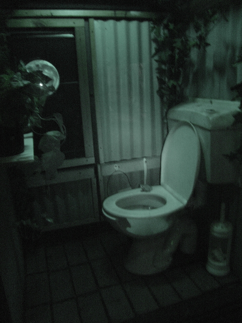 Interesting exhibit for the Australian Green Tree Frog (Litoria caerulea)