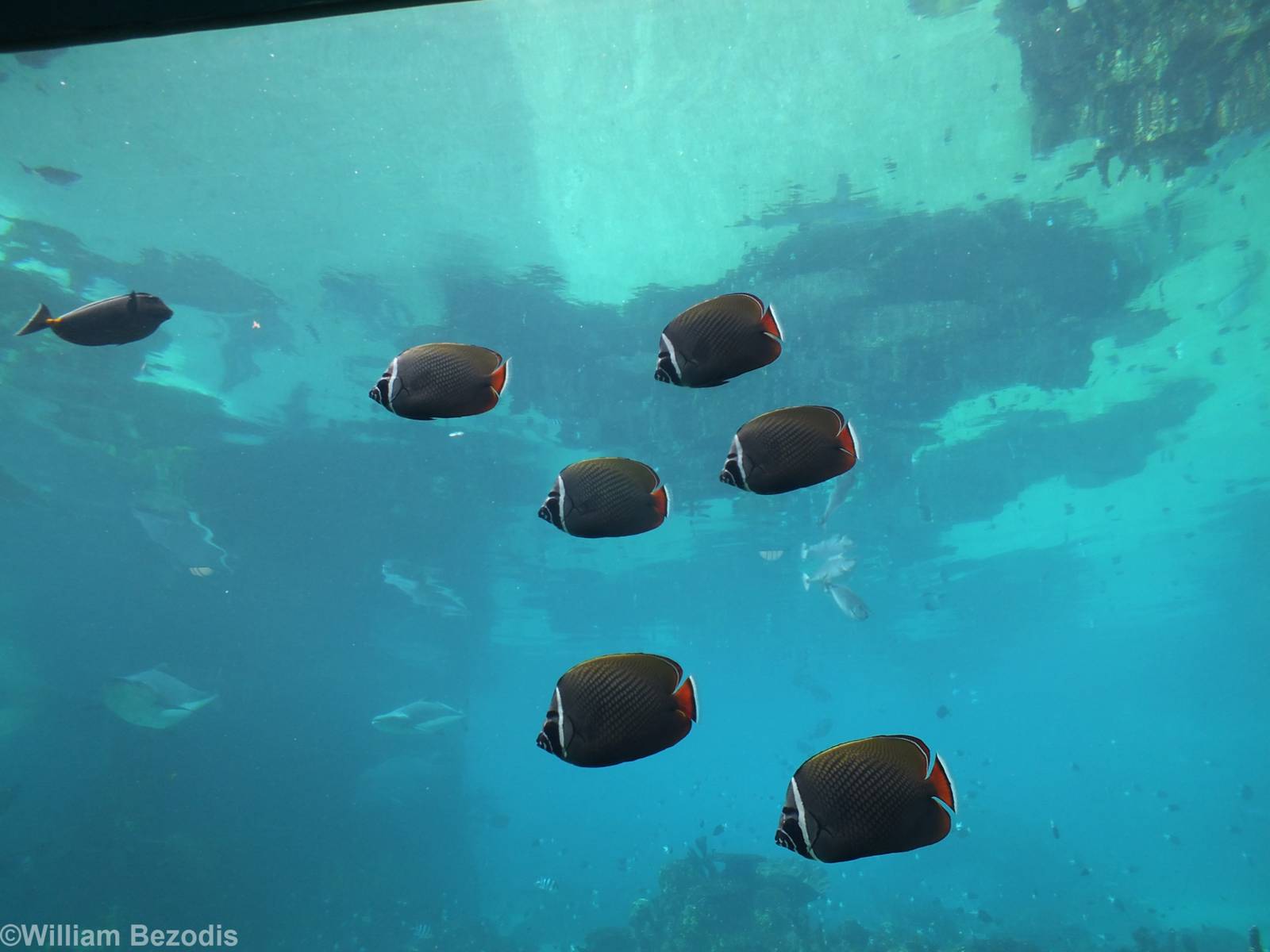 Interesting Fish Species