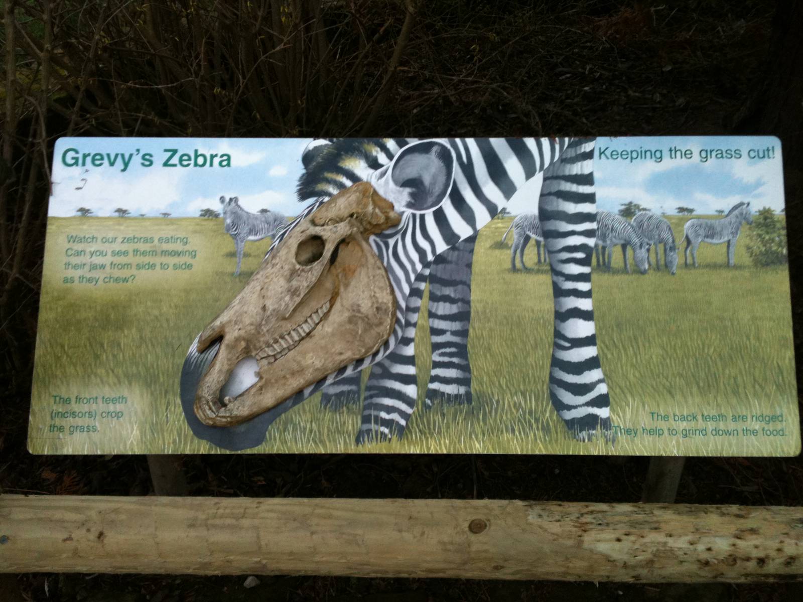 Interesting Grevy's Zebra Sign - 16/02/2011