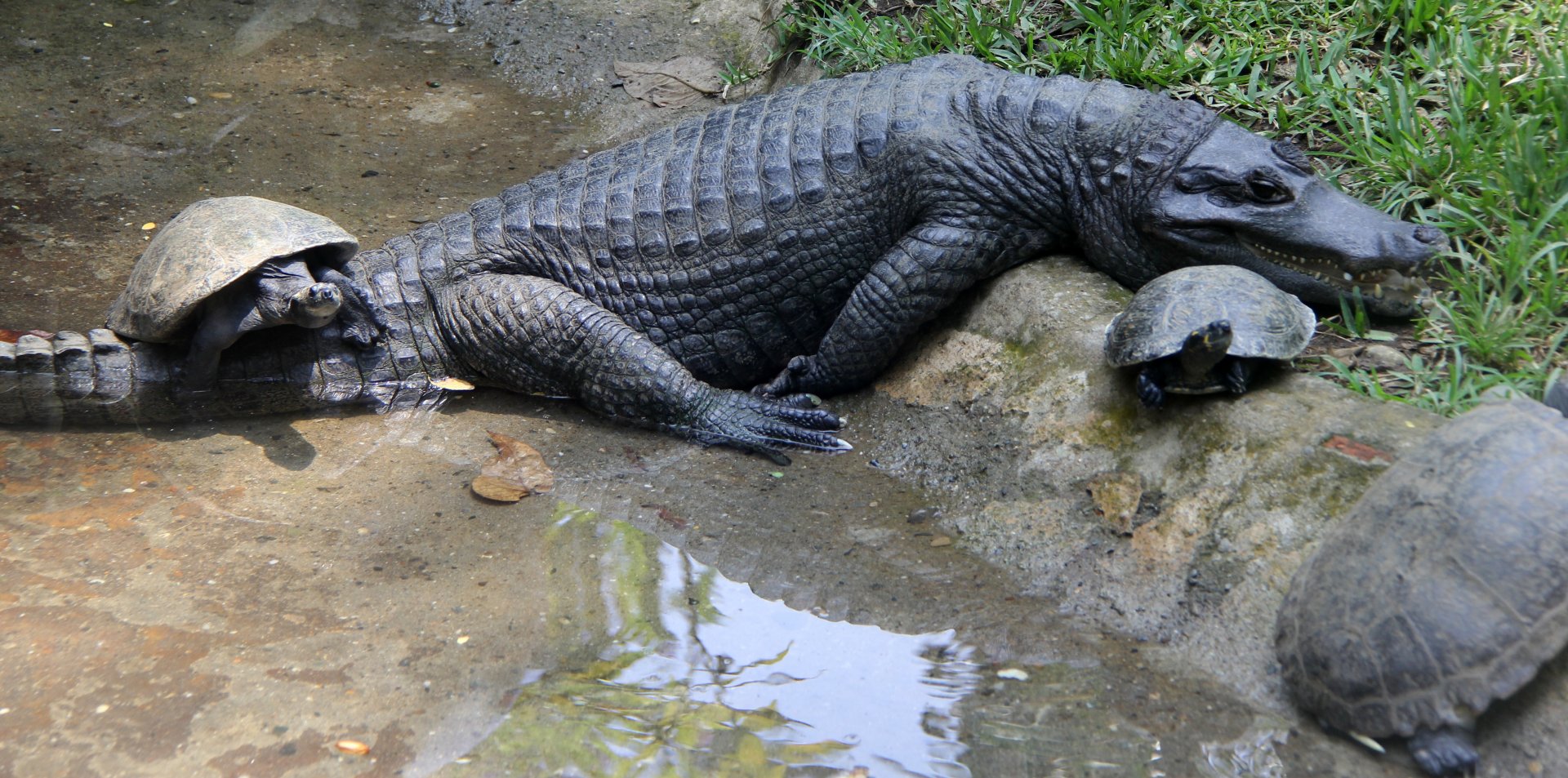 Interesting mixed species combination