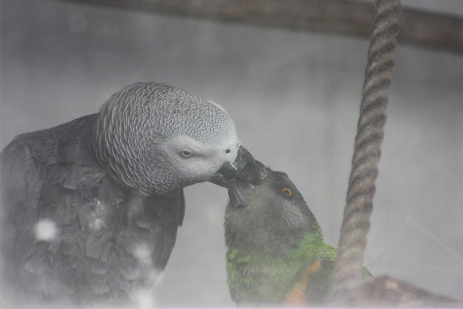 Interesting psittacine behaviour, 25th September 2014