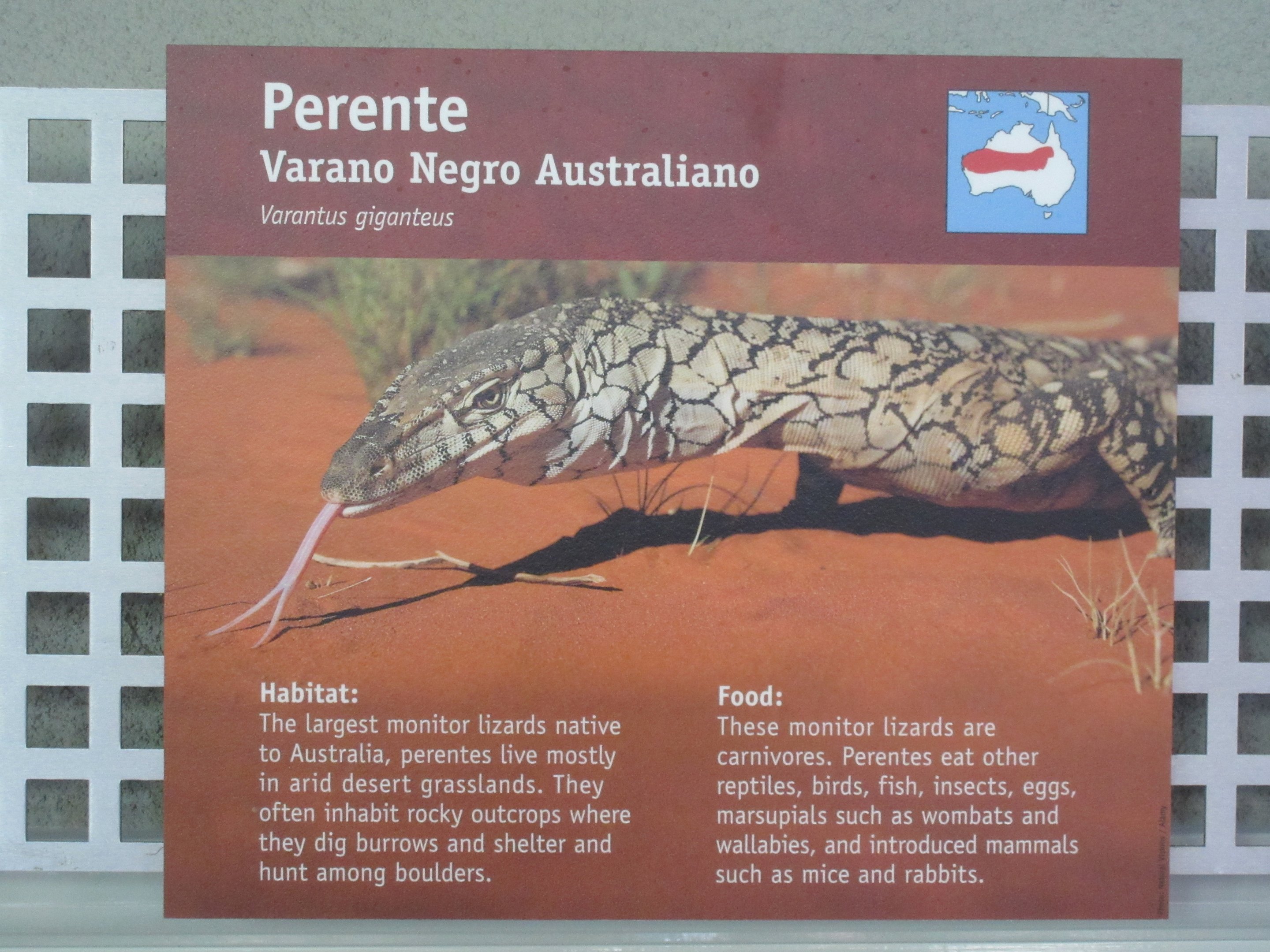 Interesting spelling choice (usually Perentie)