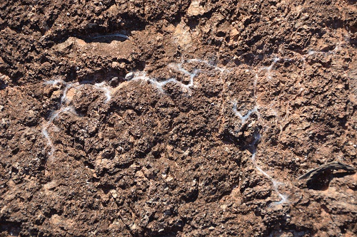 Interesting spider web in crevices.