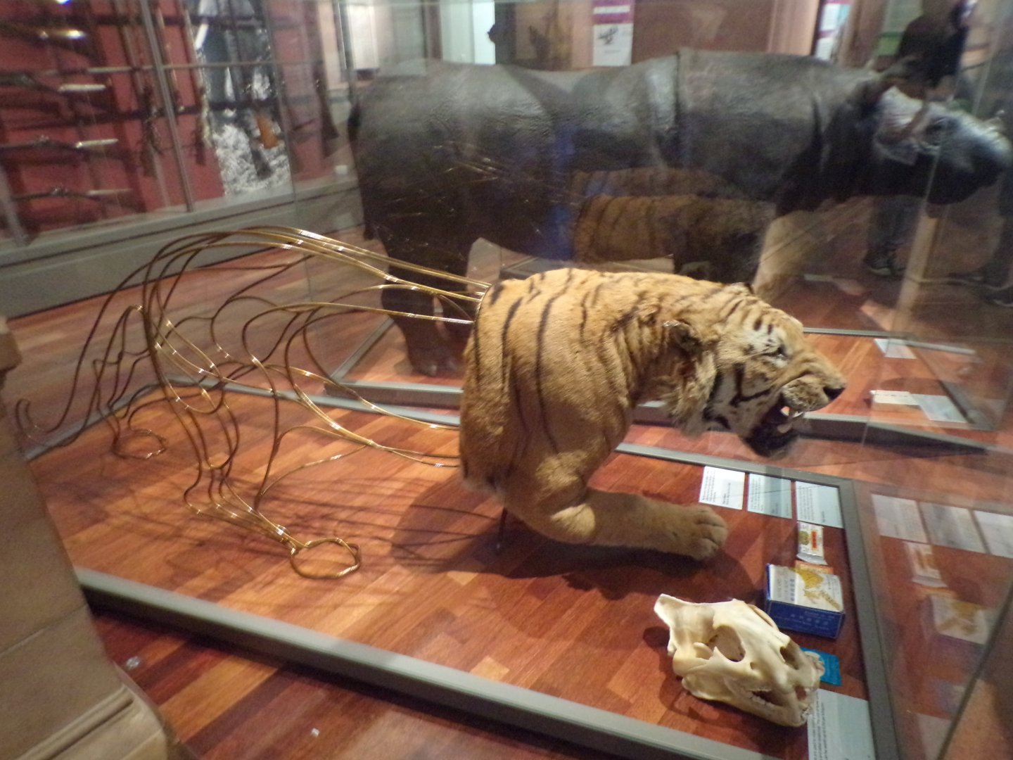 Interesting tiger presentation Taken in Kelvingrove museum) 12.2.24