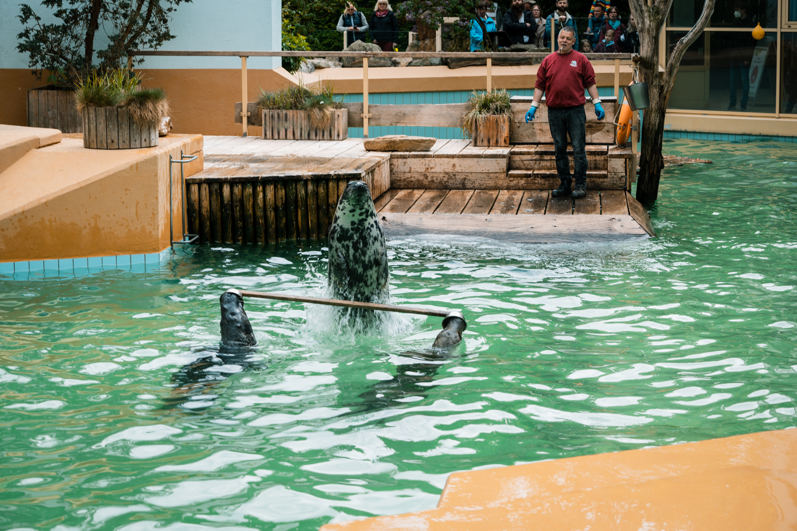 Interesting trick during the feeding of the grey seals