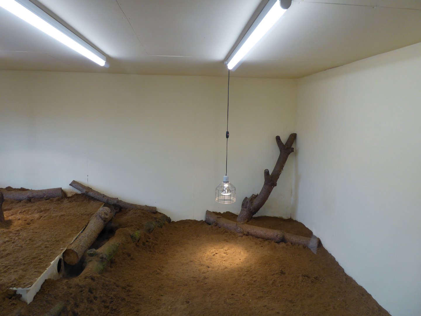 Interior accommodation of Meerkat exhibit, 21st May 2017