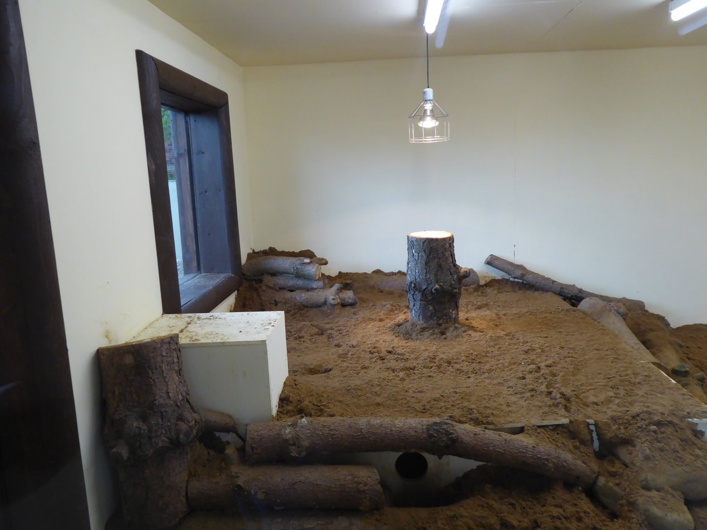 Interior accommodation of Meerkat exhibit, 21st May 2017