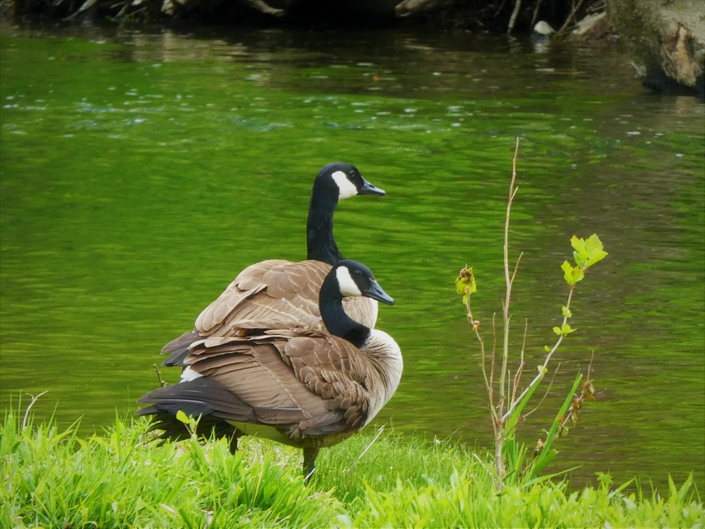 Interior Canada Geese