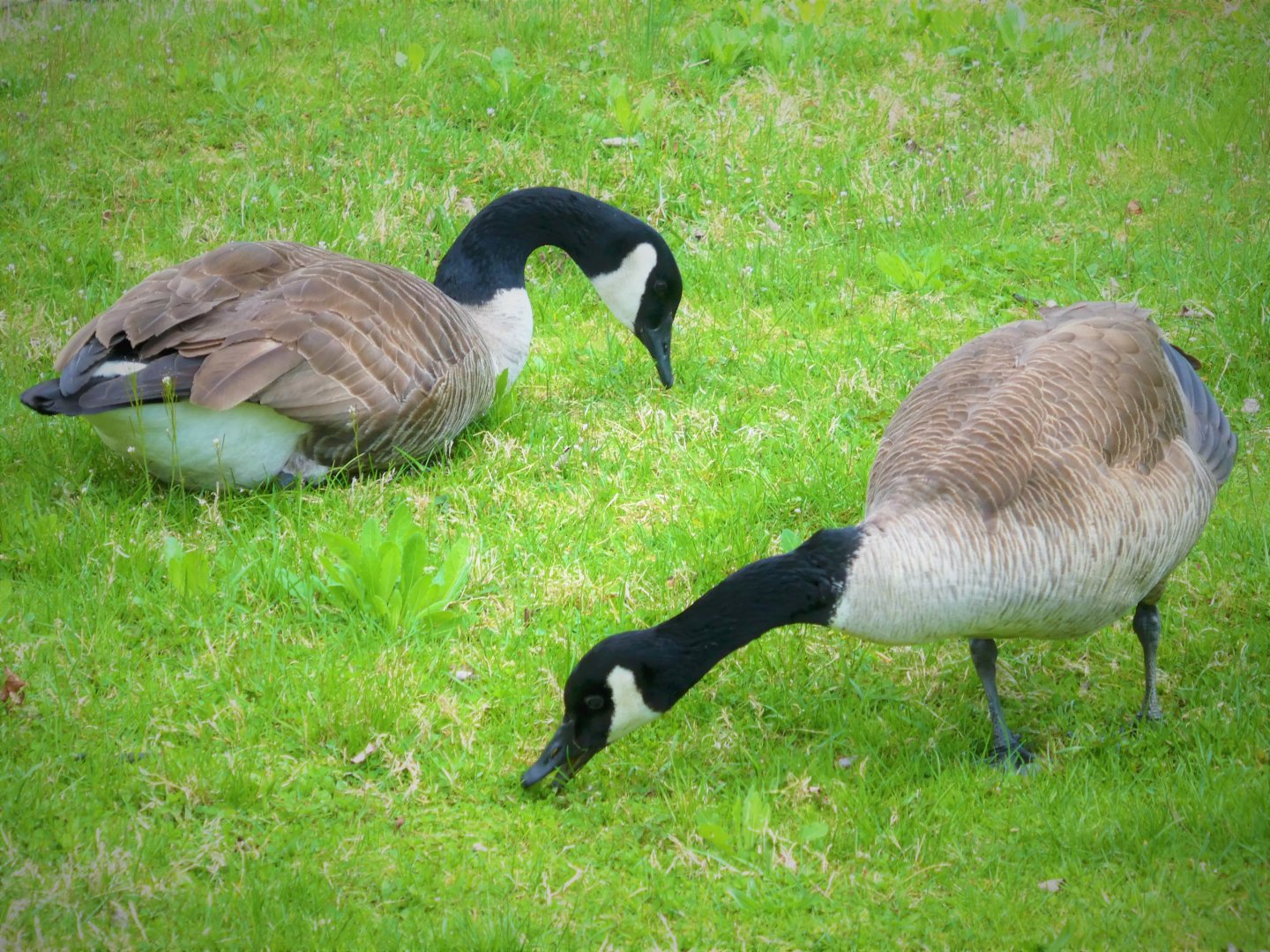 Interior Canada Goose