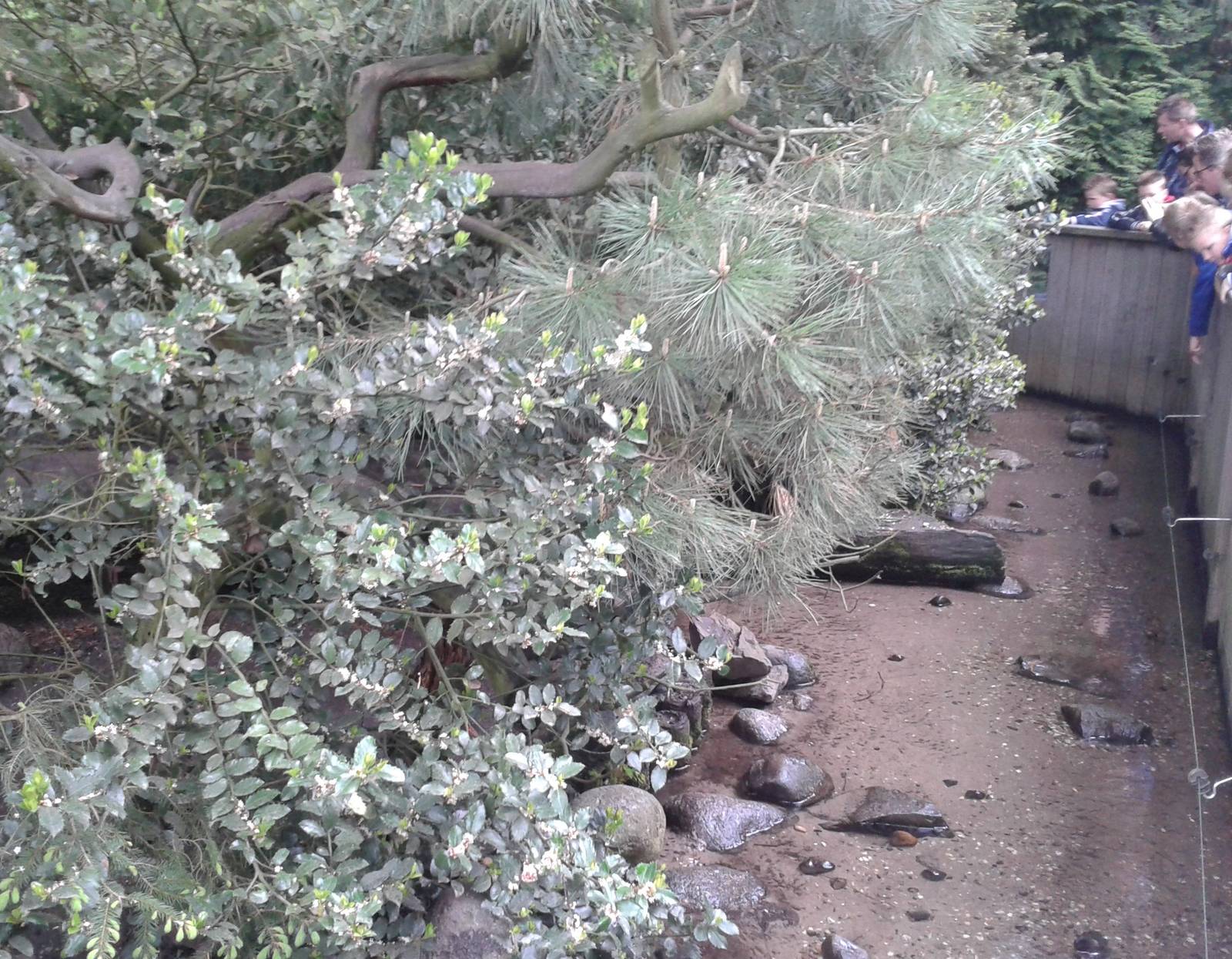 Interior crab-eating raccoon-enclosure