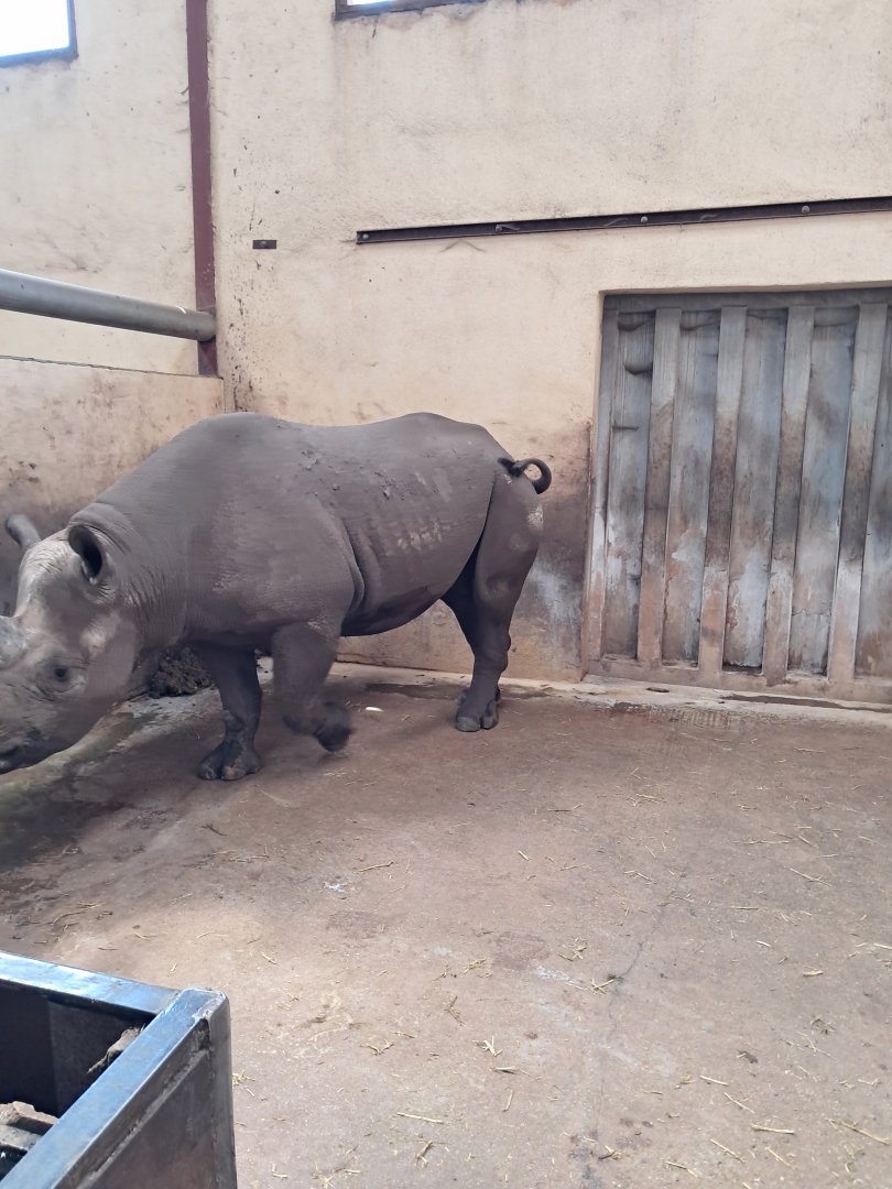 Interior enclosures of the black rhinos