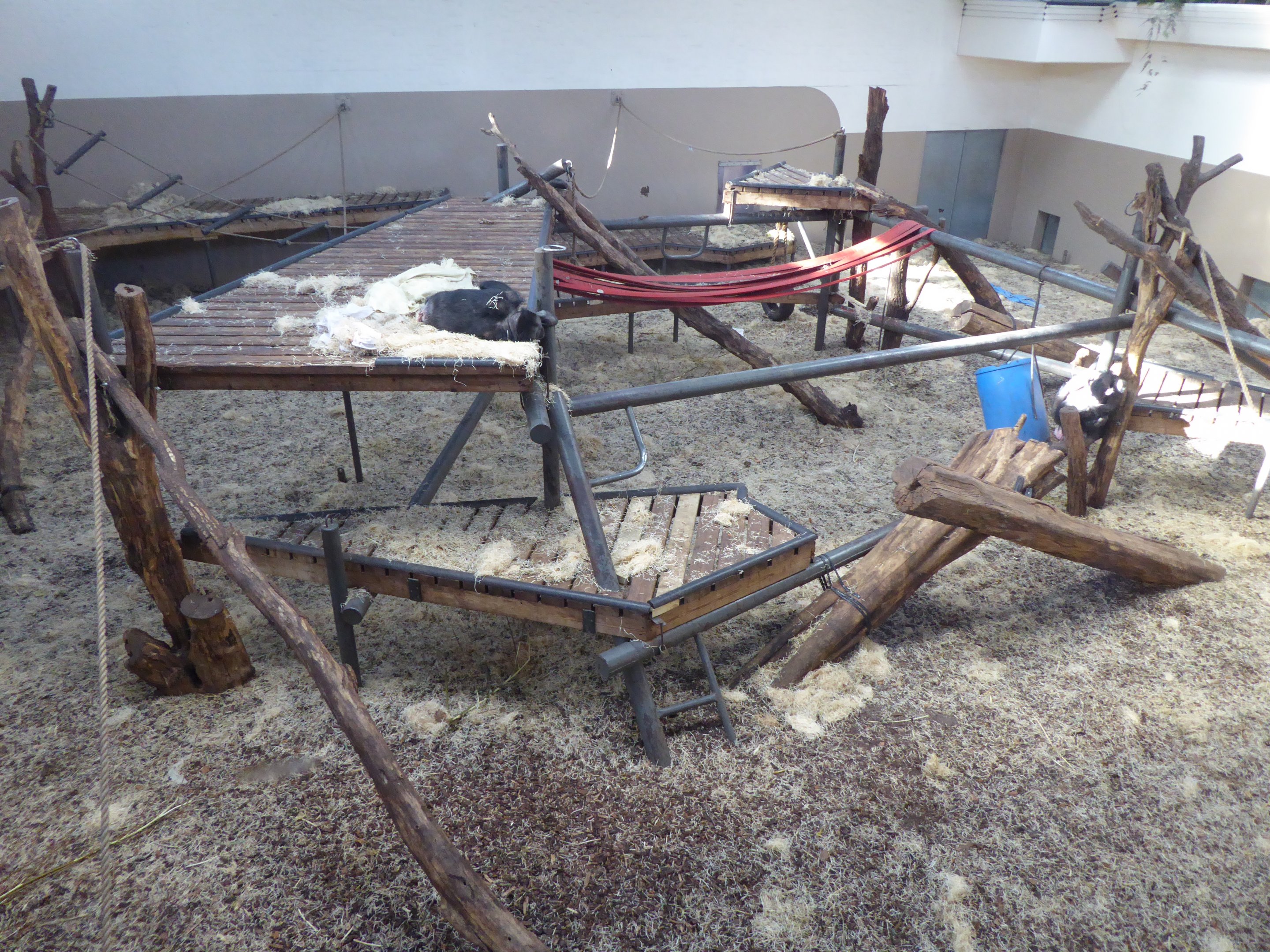 Interior exhibit for non-subspecific Chimpanzee