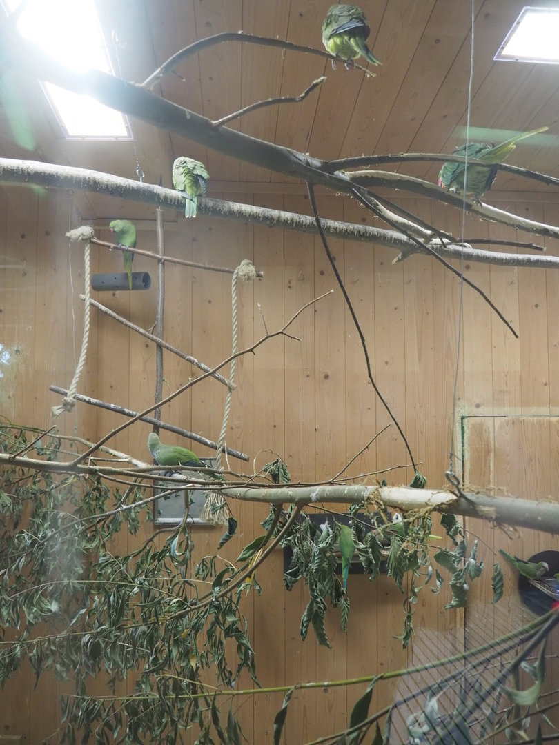 Interior of alien species aviary parakeet house, 2022-08-20