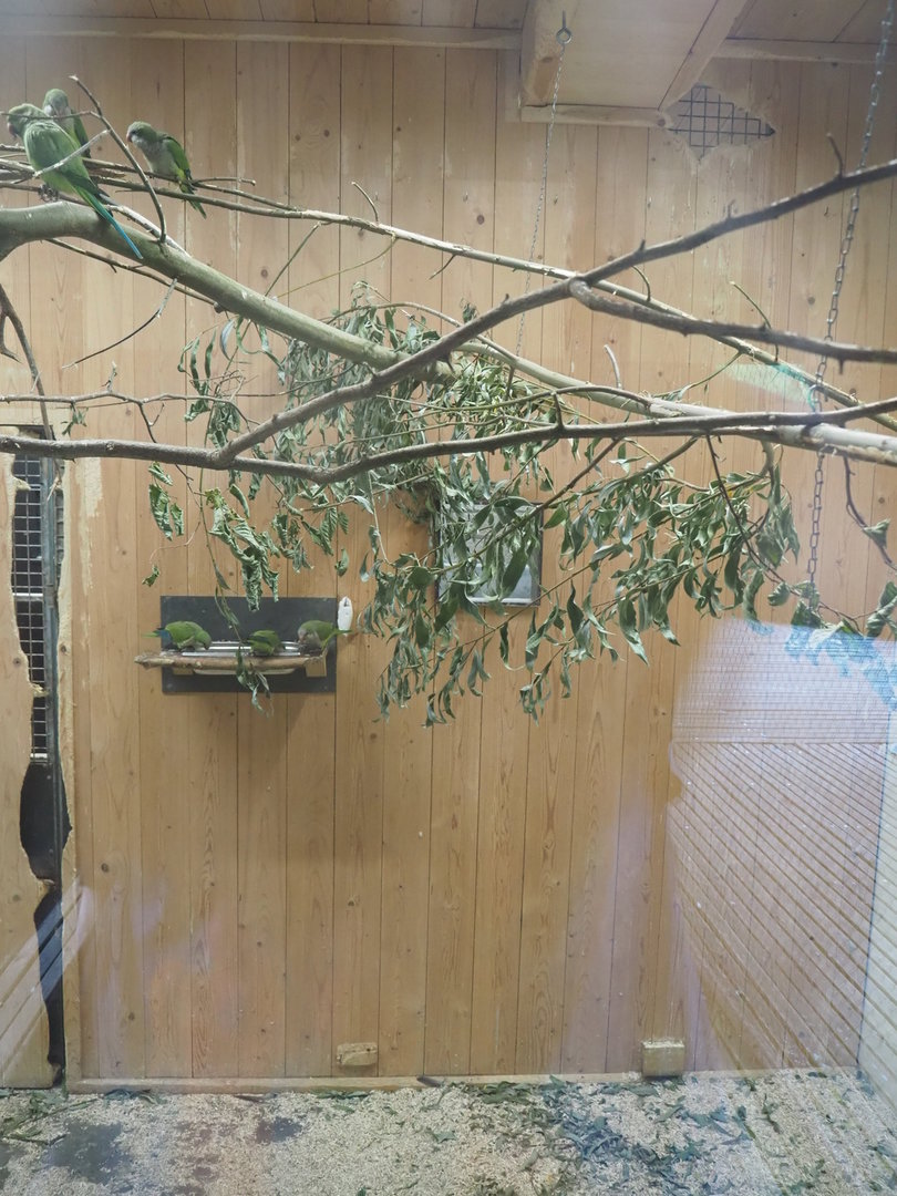 Interior of alien species aviary parakeet house, 2022-08-20