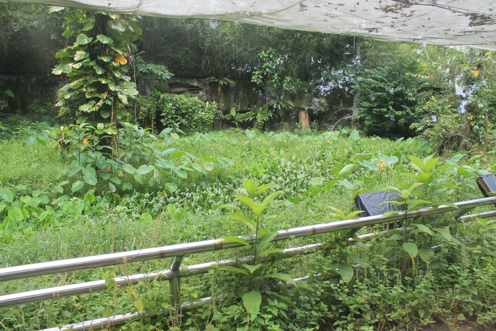 interior of Amazon walk-through aviary