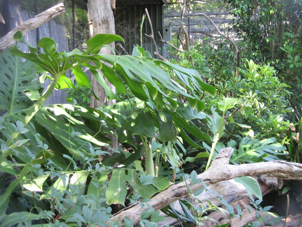 Interior of an Aviary
