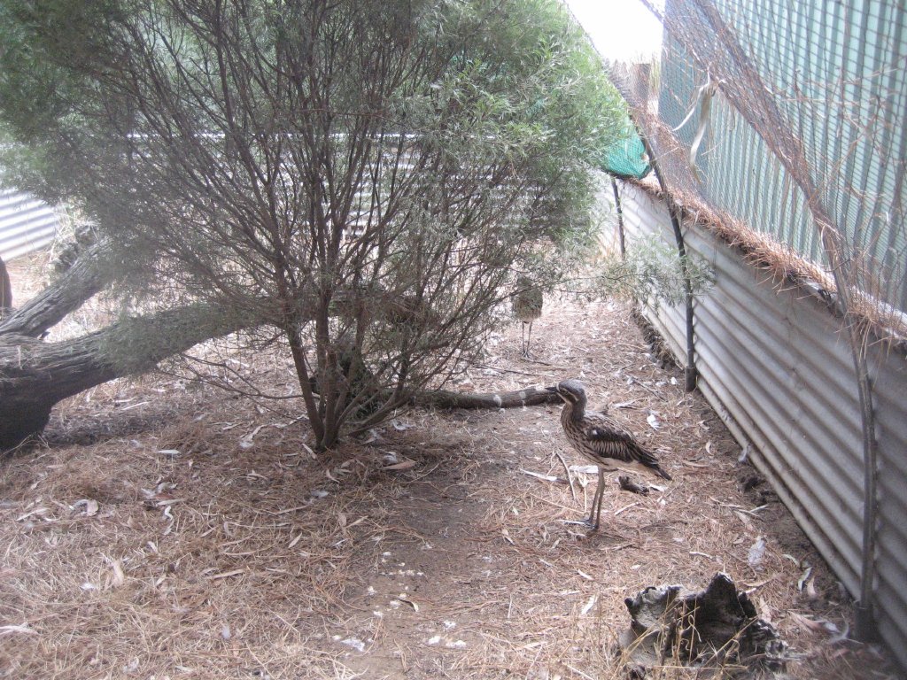 Interior of Bush Stone-curlew (Thick-Knee) aviary