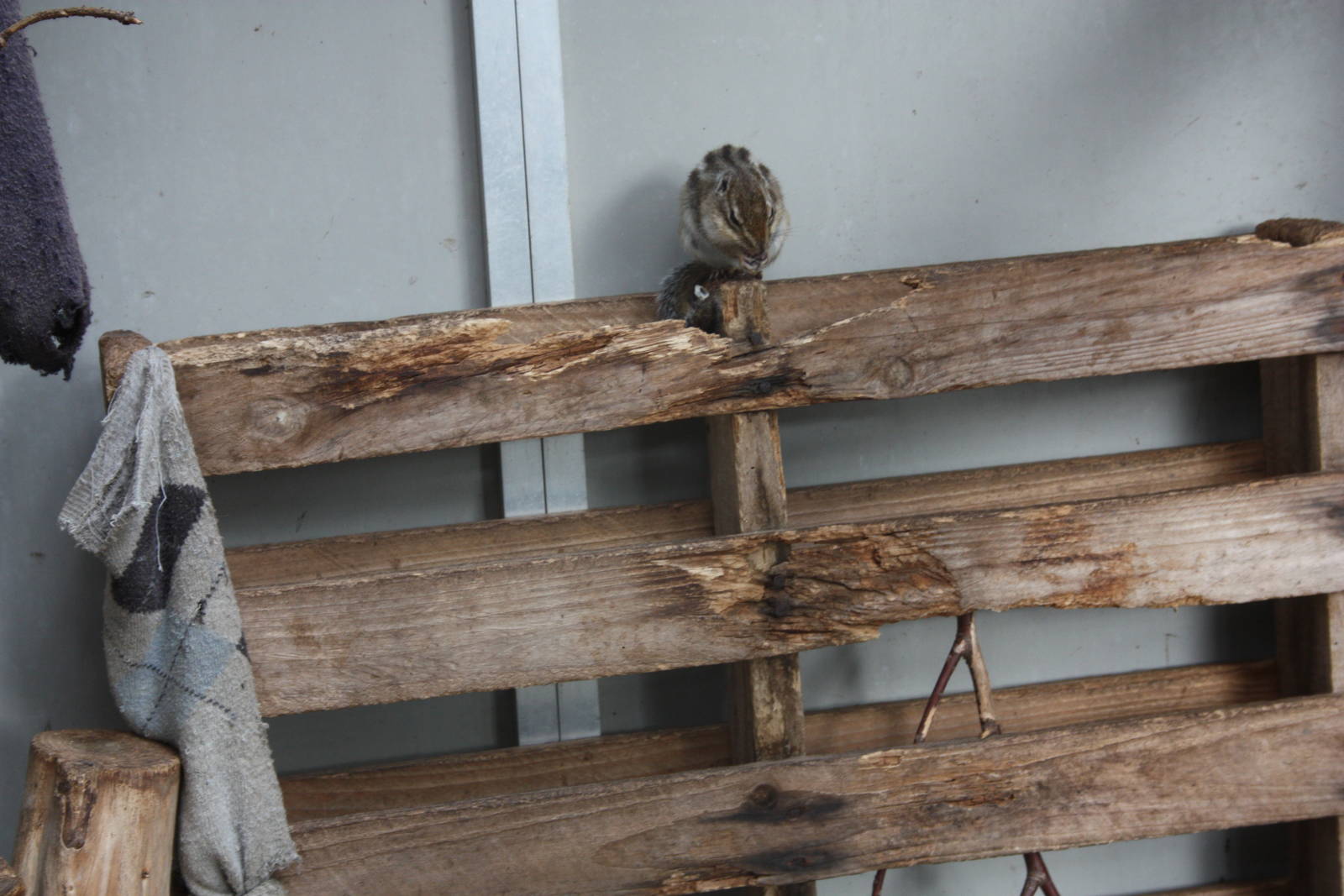 Interior of Chipmunk exhibit, 23rd September 2014