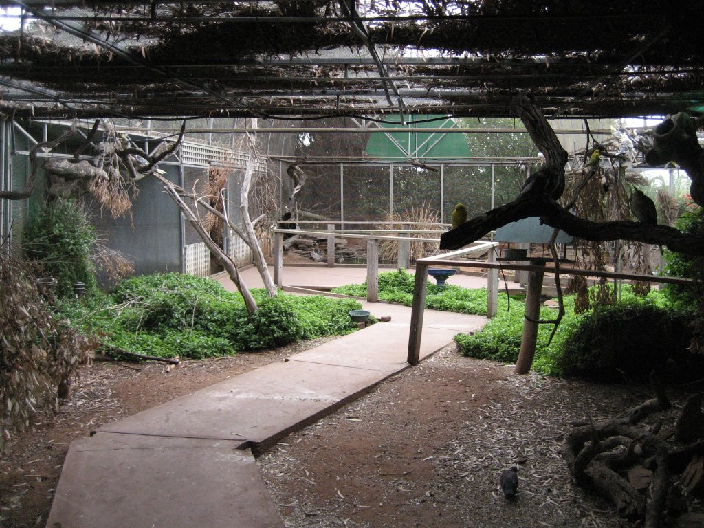 Interior of Cockatiel/Budgie Aviary