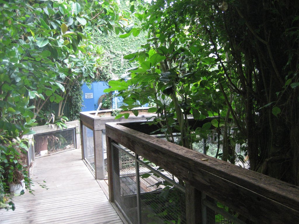 Interior of Croc hothouse