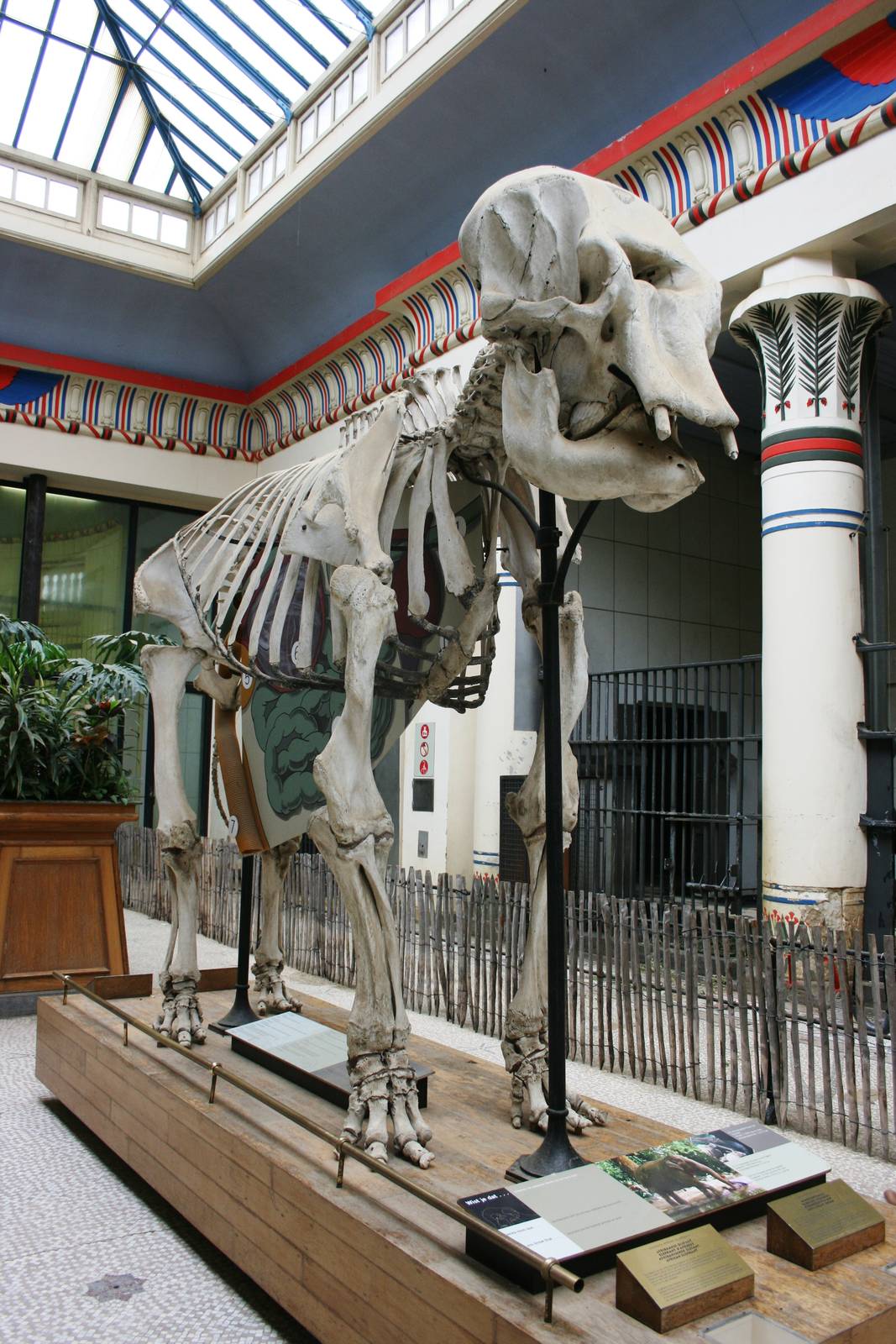 Interior of 'Egyptian Temple' style Elephant House; Antwerp Zoo; 12th May 2