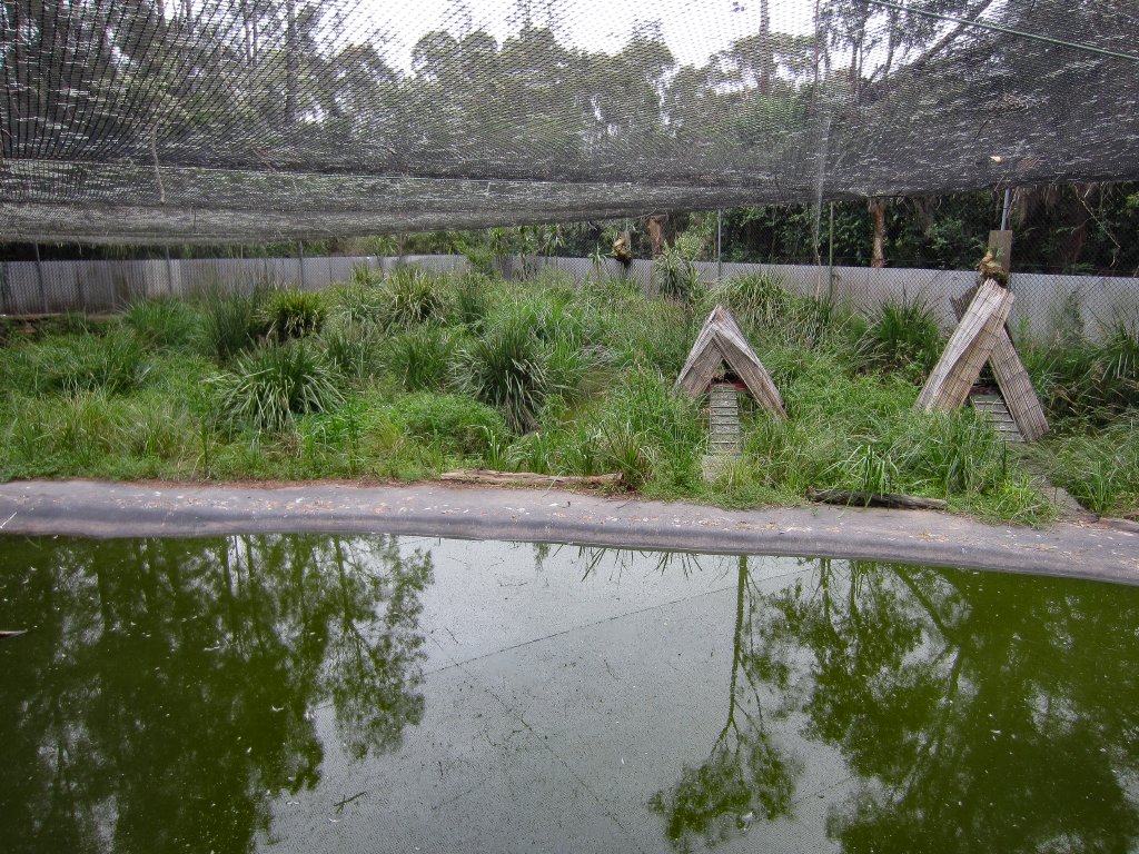 Interior of Freckled Duck breeding enclosure