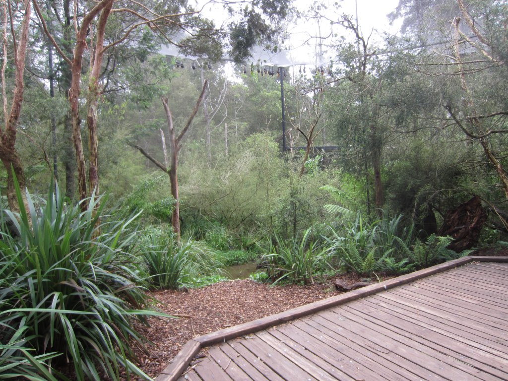 Interior of Fruit Bat Aviary - bats centre frame at back
