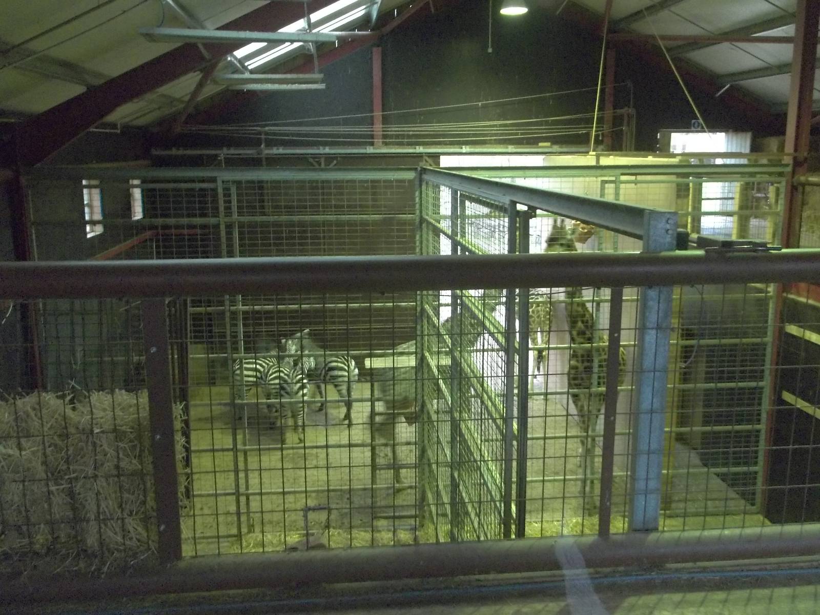 Interior of Giraffe House (hybrids), 22nd December 2014