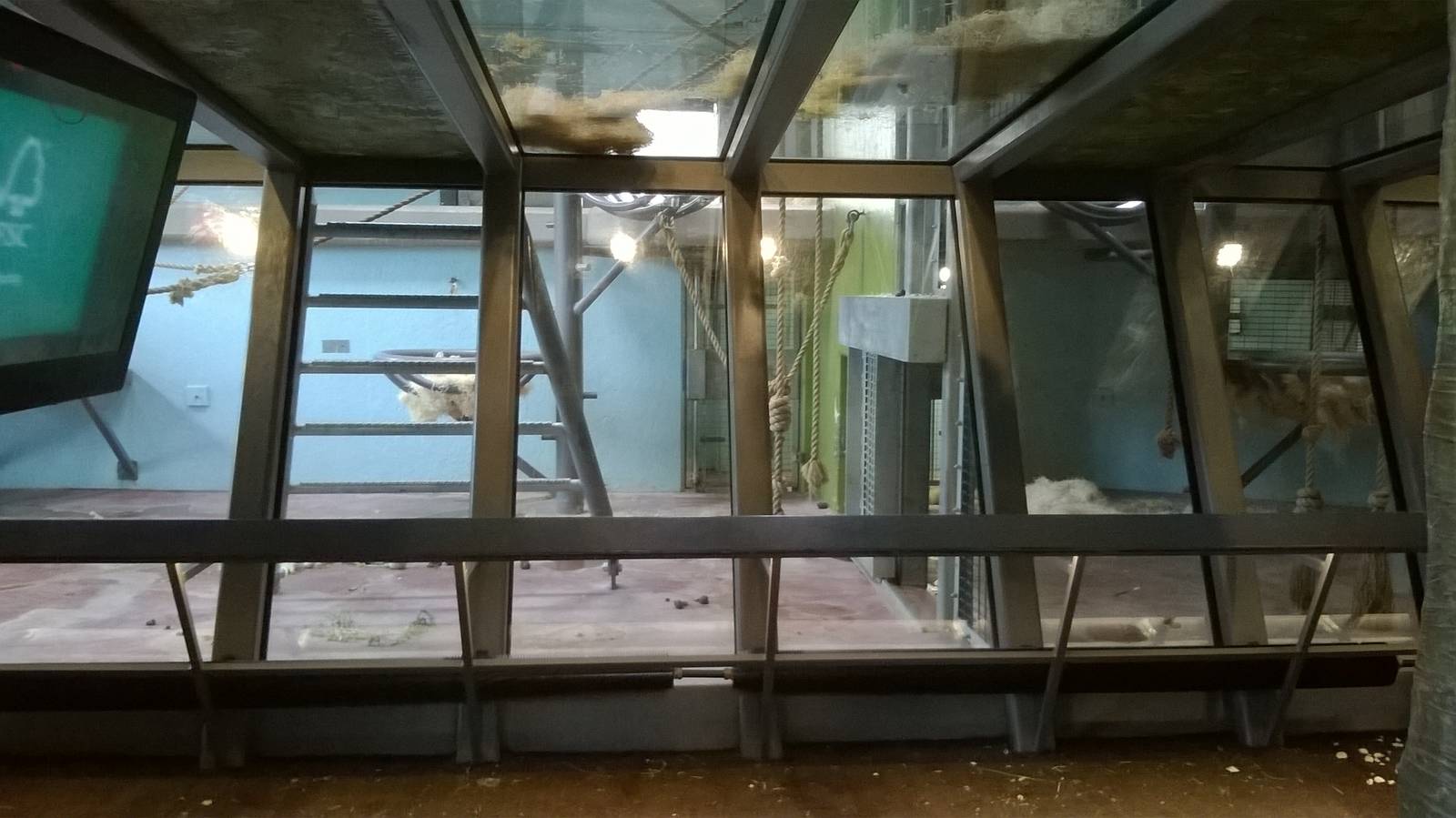 Interior of gorilla house