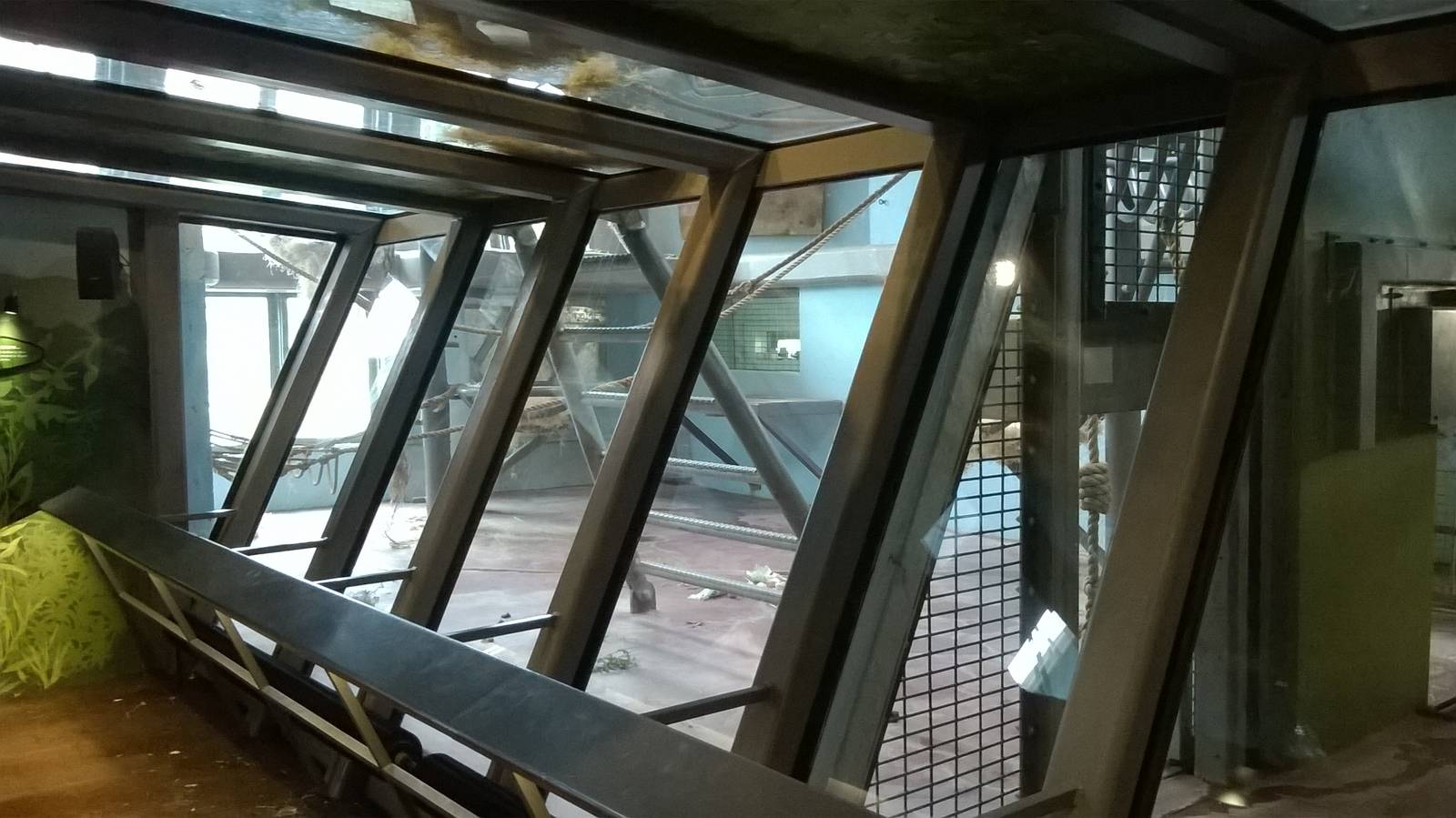 Interior of gorilla house