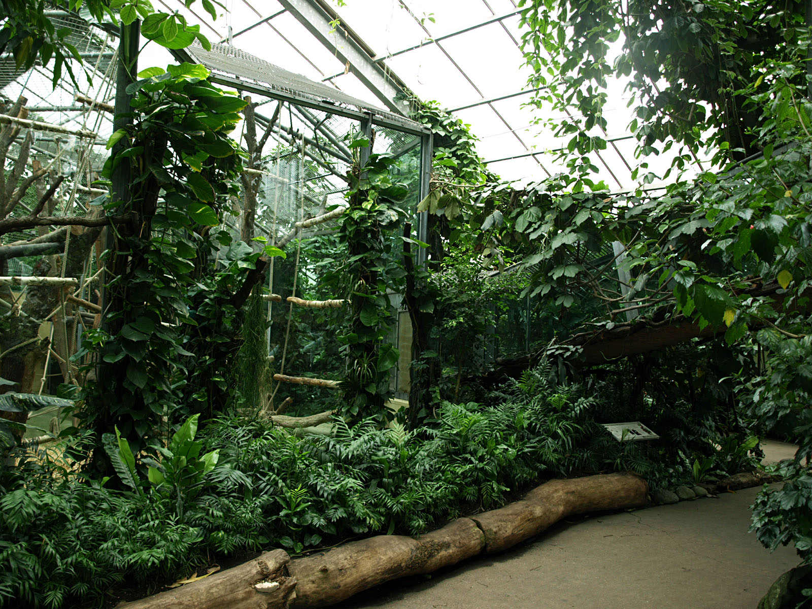 Interior of Great Ape complex