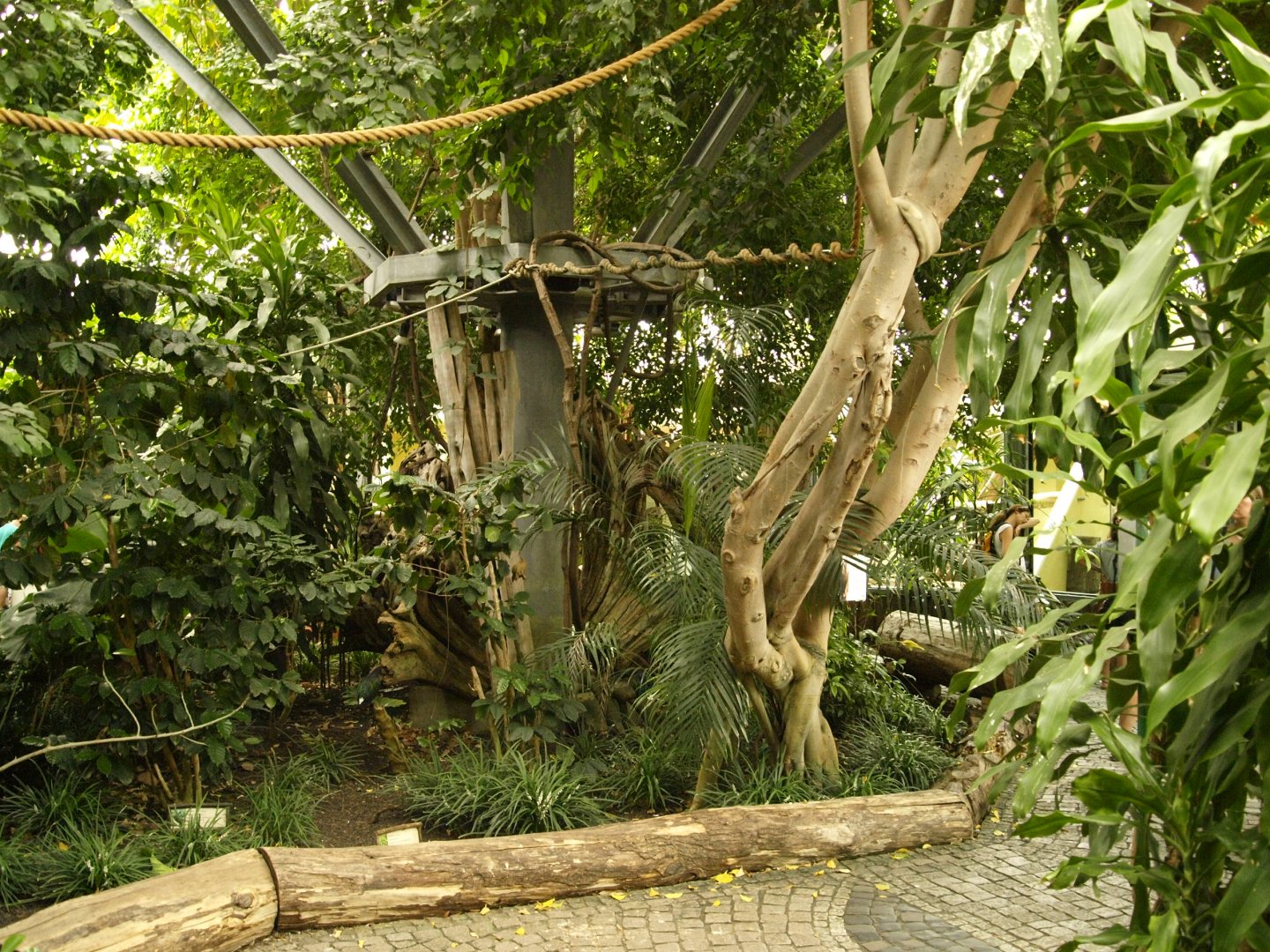 Interior of great ape complex