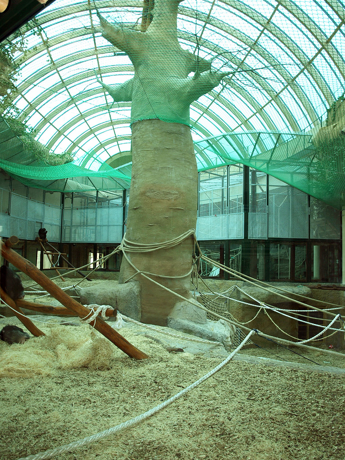 Interior of Great Ape House