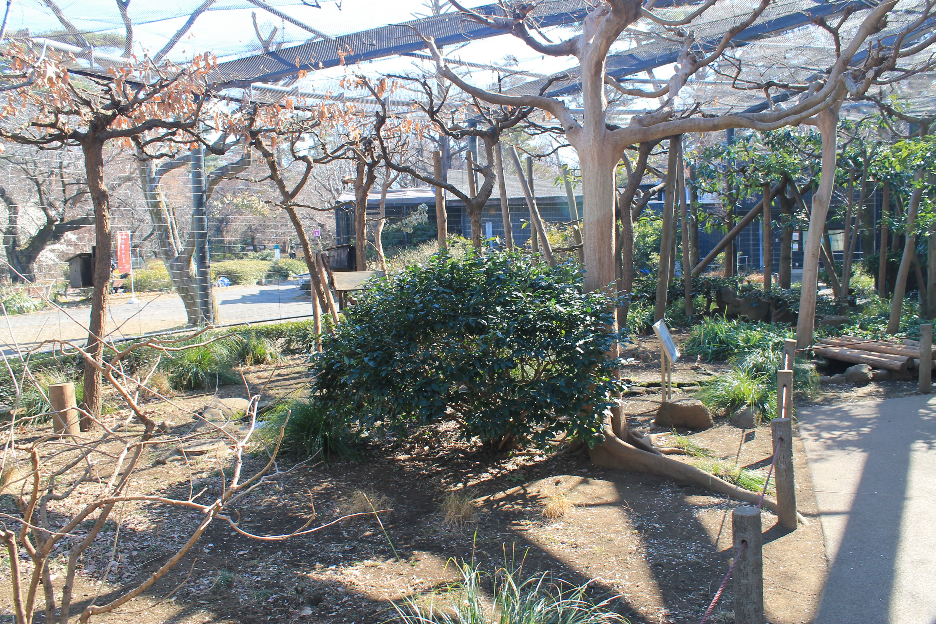 interior of Japanese Squirrel walk-through enclosure