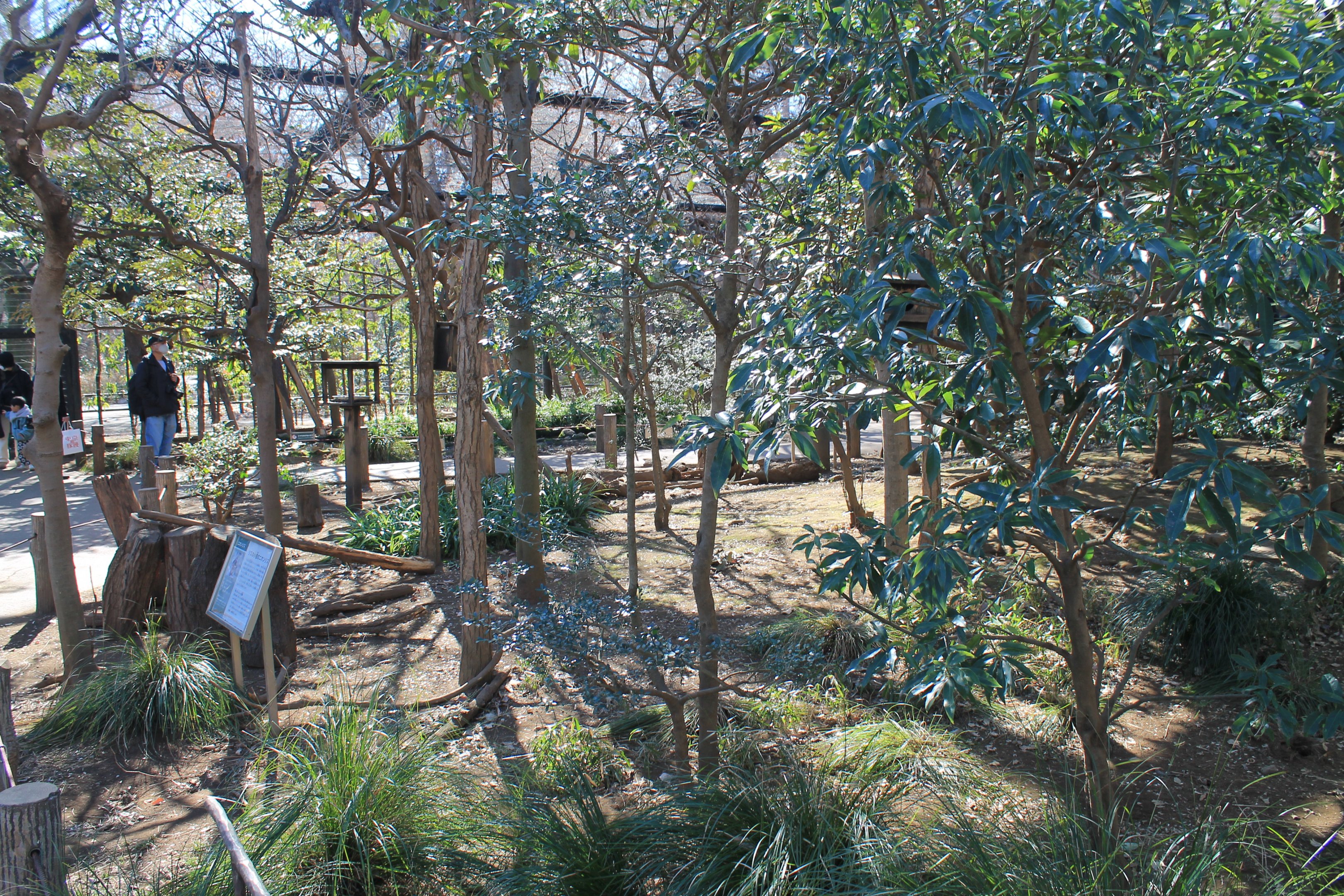 interior of Japanese Squirrel walk-through enclosure