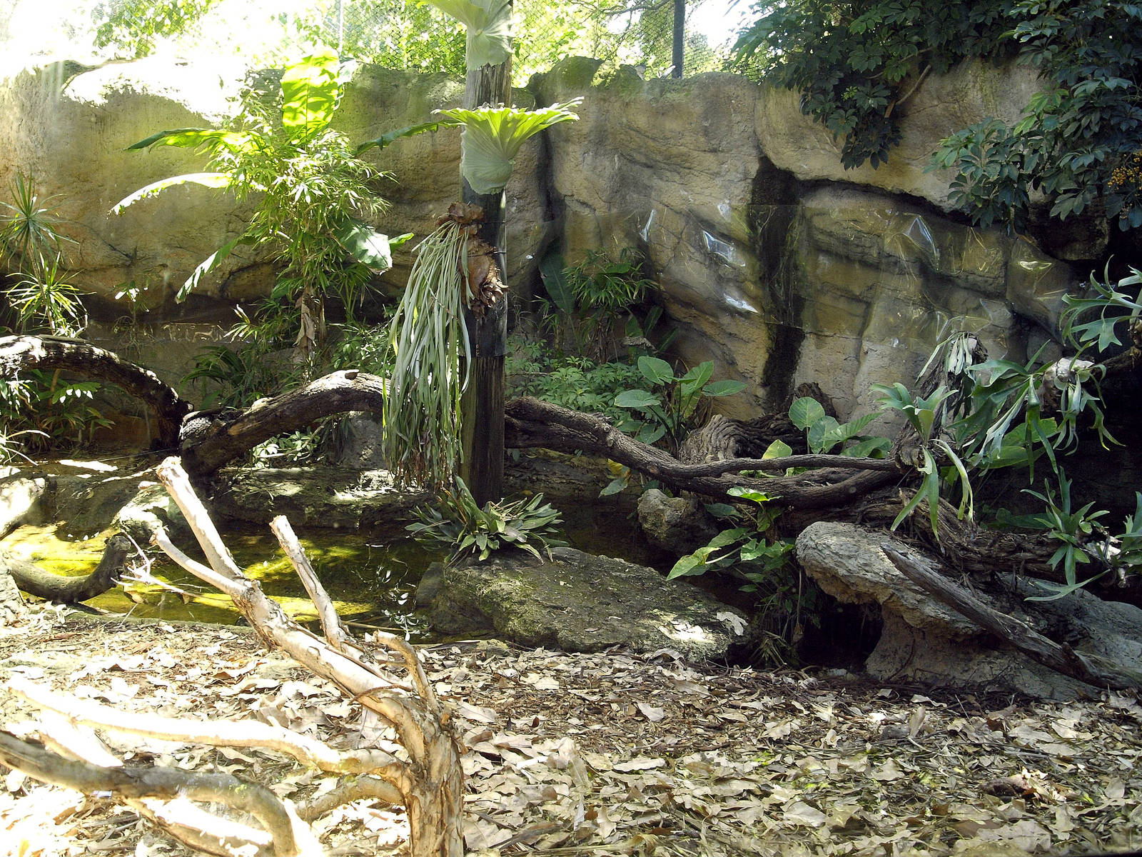 Interior of komodo dragon enclosure