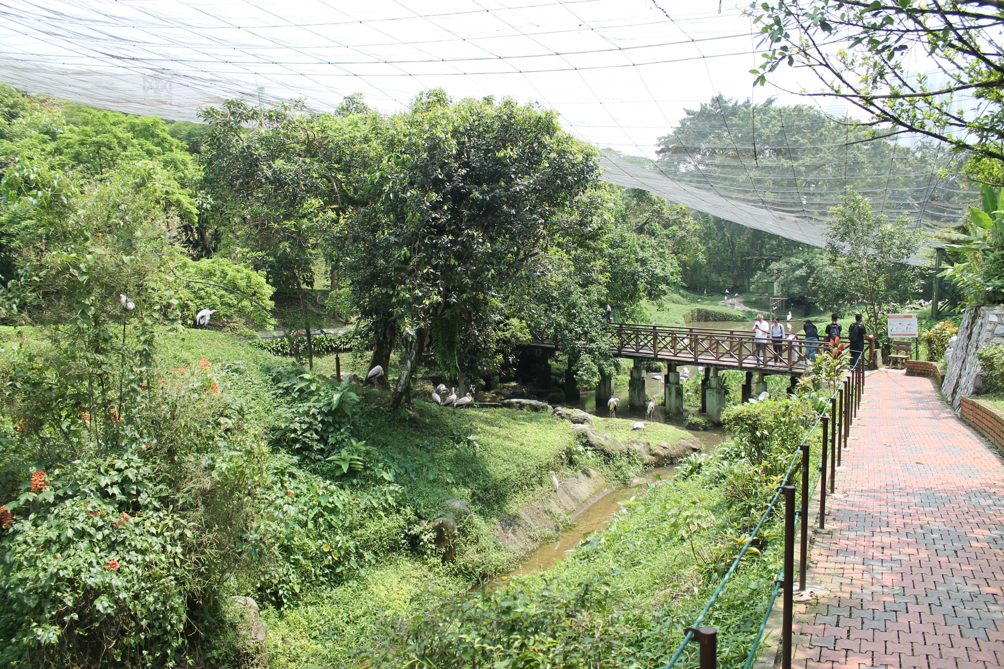 Interior of main walk-through aviary