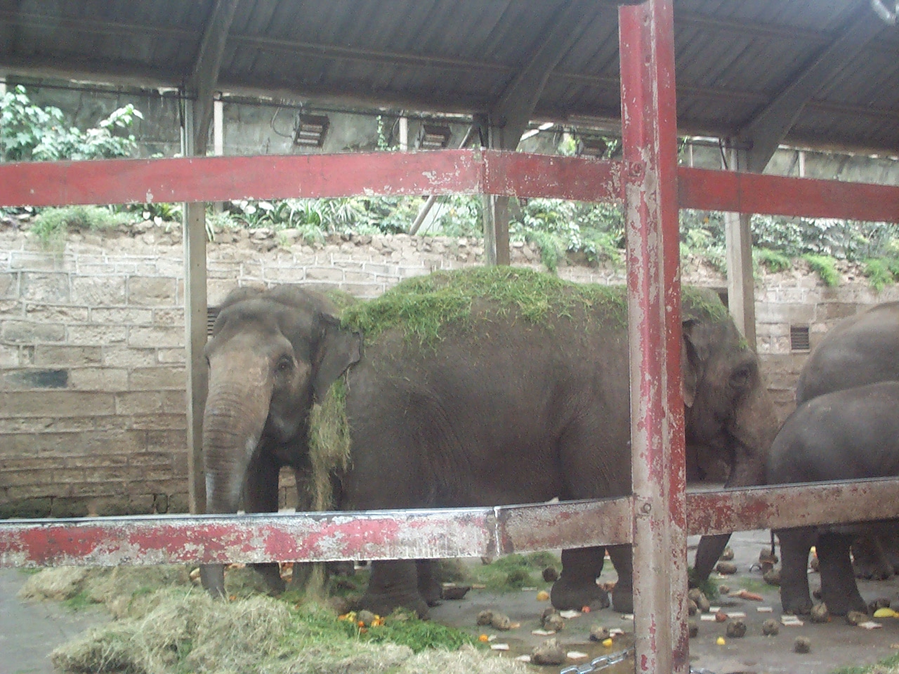 interior of old Elephant house April 9th 2000