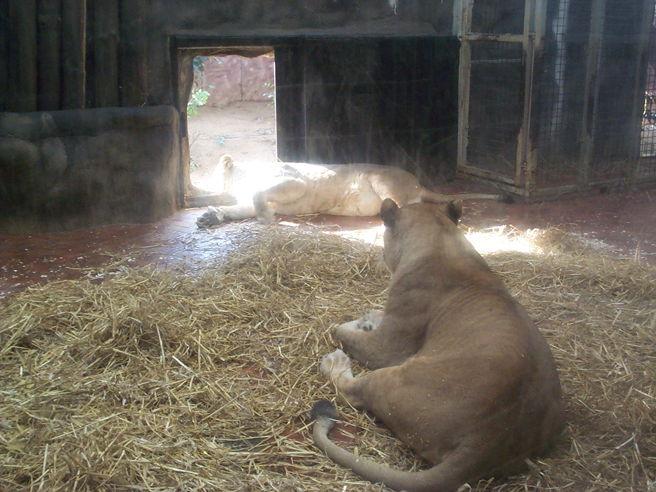 interior of old lion house day area!