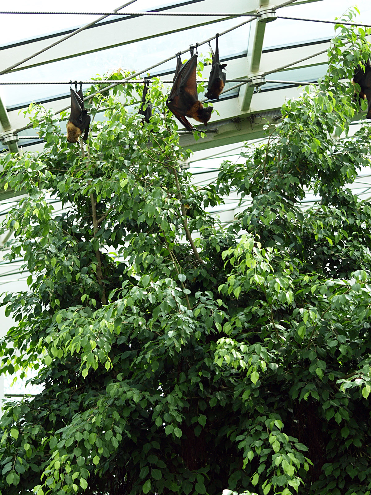 Interior of Rainforest House