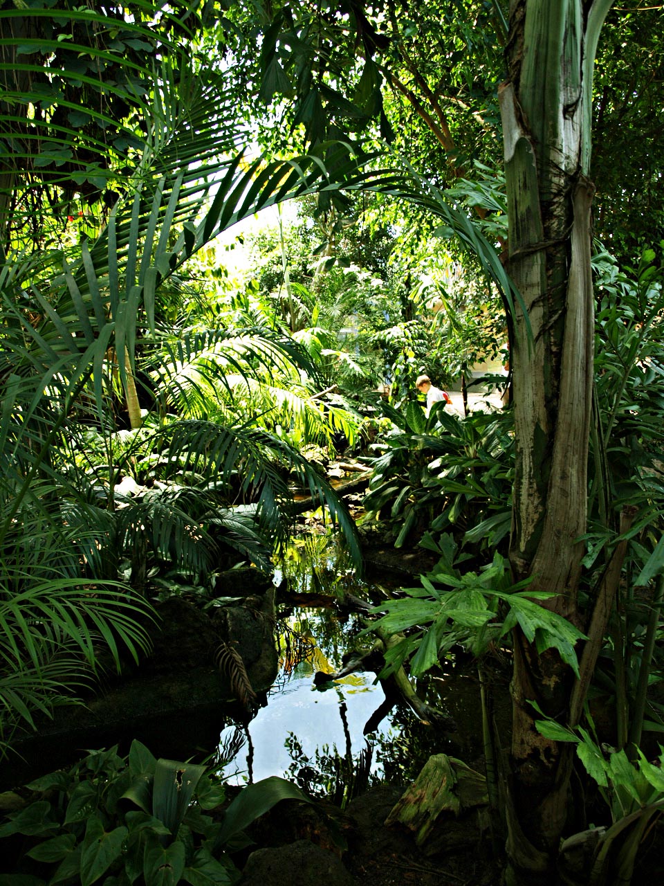 Interior of rainforest house