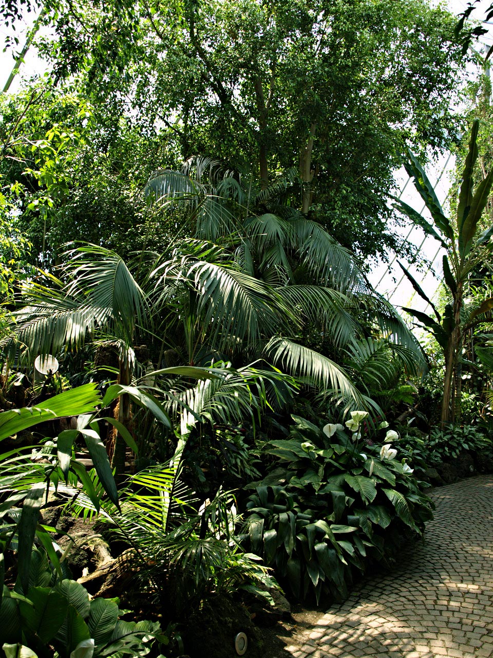 Interior of rainforest house