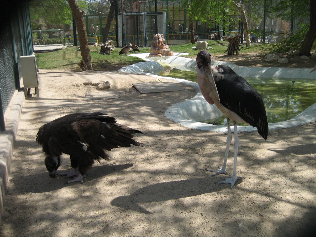 Interior of Raptor Aviary