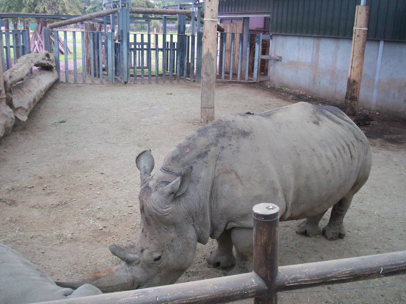 Interior of rhino house