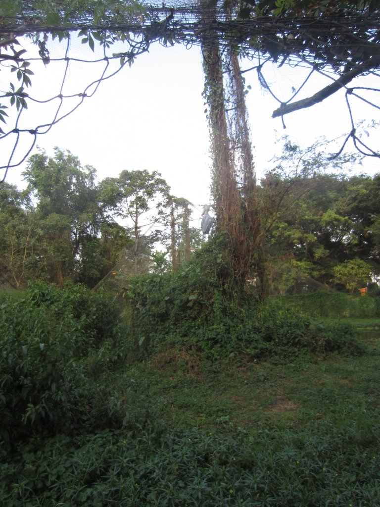 Interior of Shoebill aviary