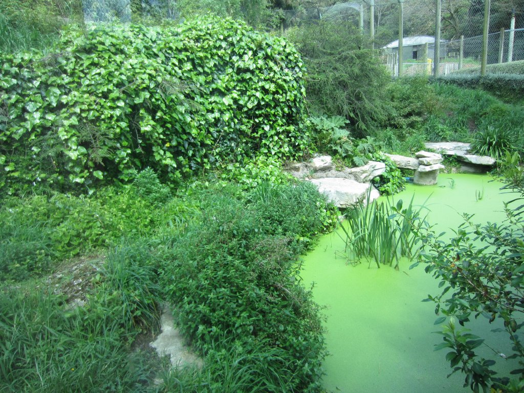 Interior of Sumatran Tiger cage