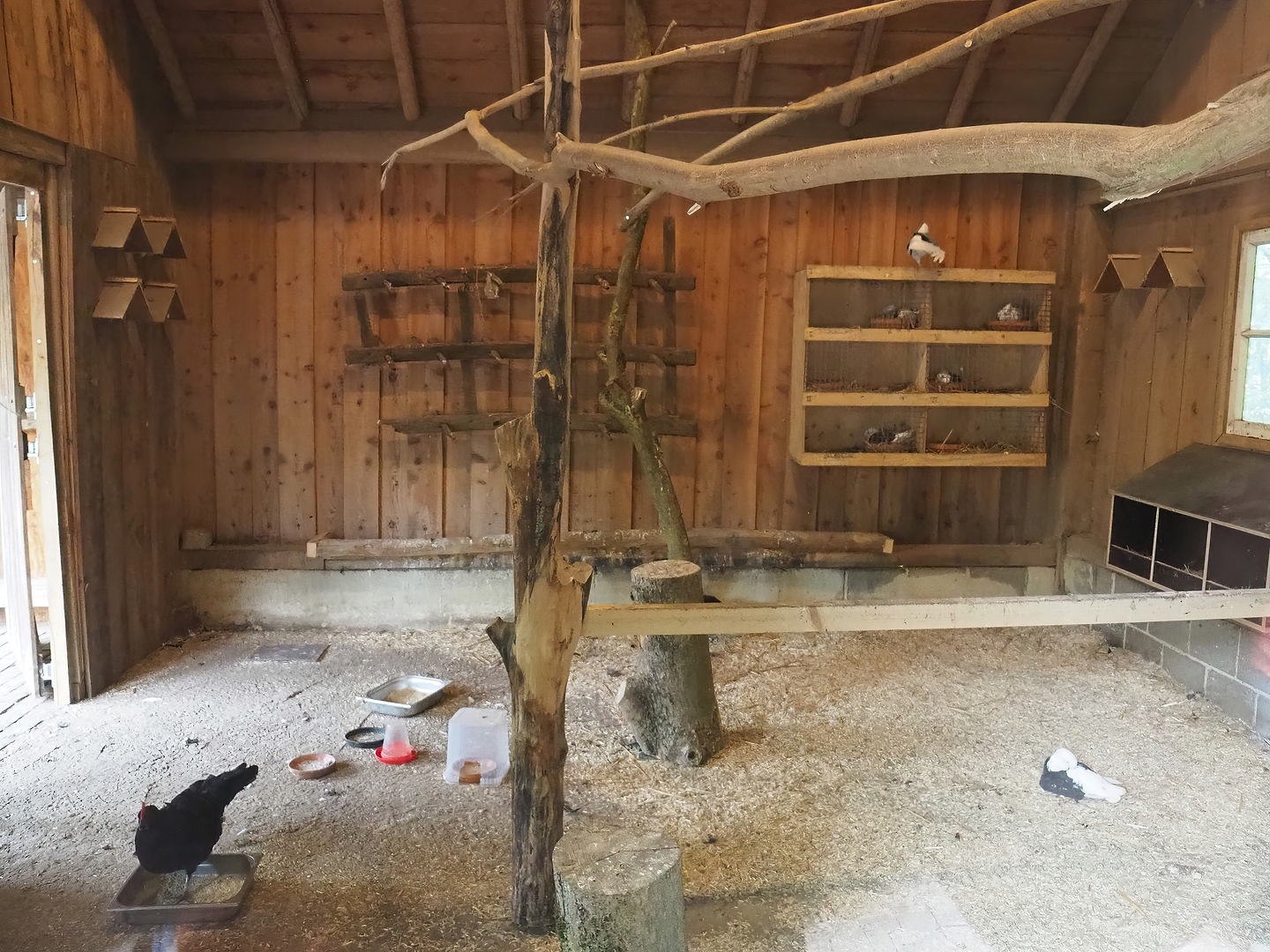 Interior of the domestic chicken and domestic pigeon barn, 2022-08-20