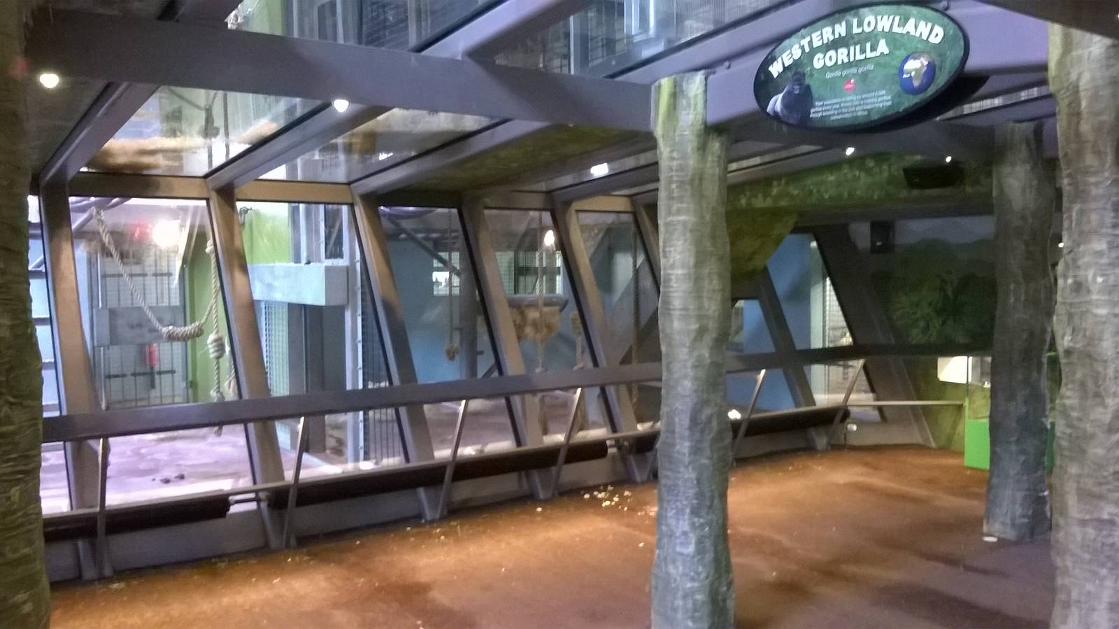 Interior of the gorilla house